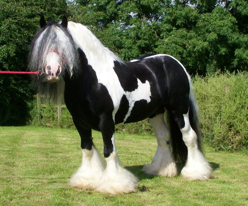 Hermits Prince - Piebald Homozygous Stallion
